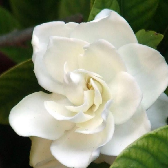 Meet your Posher, Erica - Picture 1 of 1